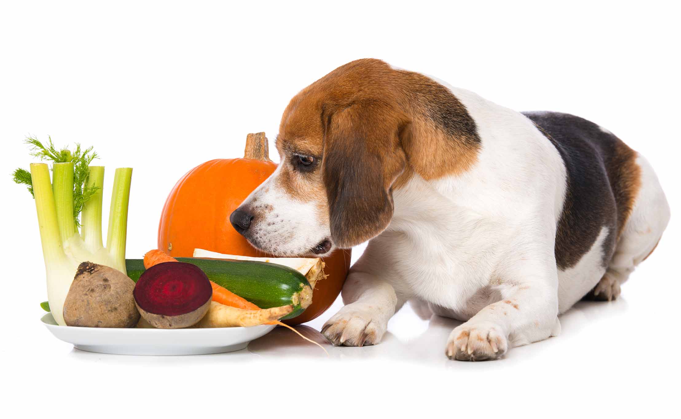 2024����ҽʳ��ʦ��֤��CVFT���γ�